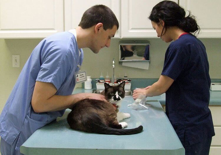 Лапароскопическая стерилизация кошки (с помощью прокола) в районе Внуково Западном округе города Москва