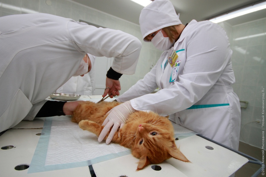Стерилизация кошки на дому в районе Внуково Западном административном округе Москвы (ЗАО)
