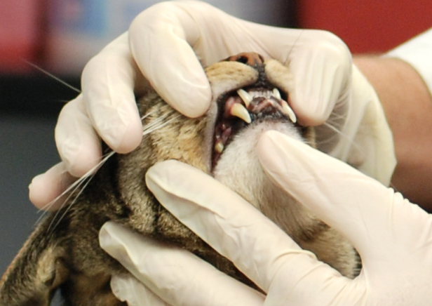 Удаление зубного камня у собак, кошек в районе Внуково Западном административном округе Москвы